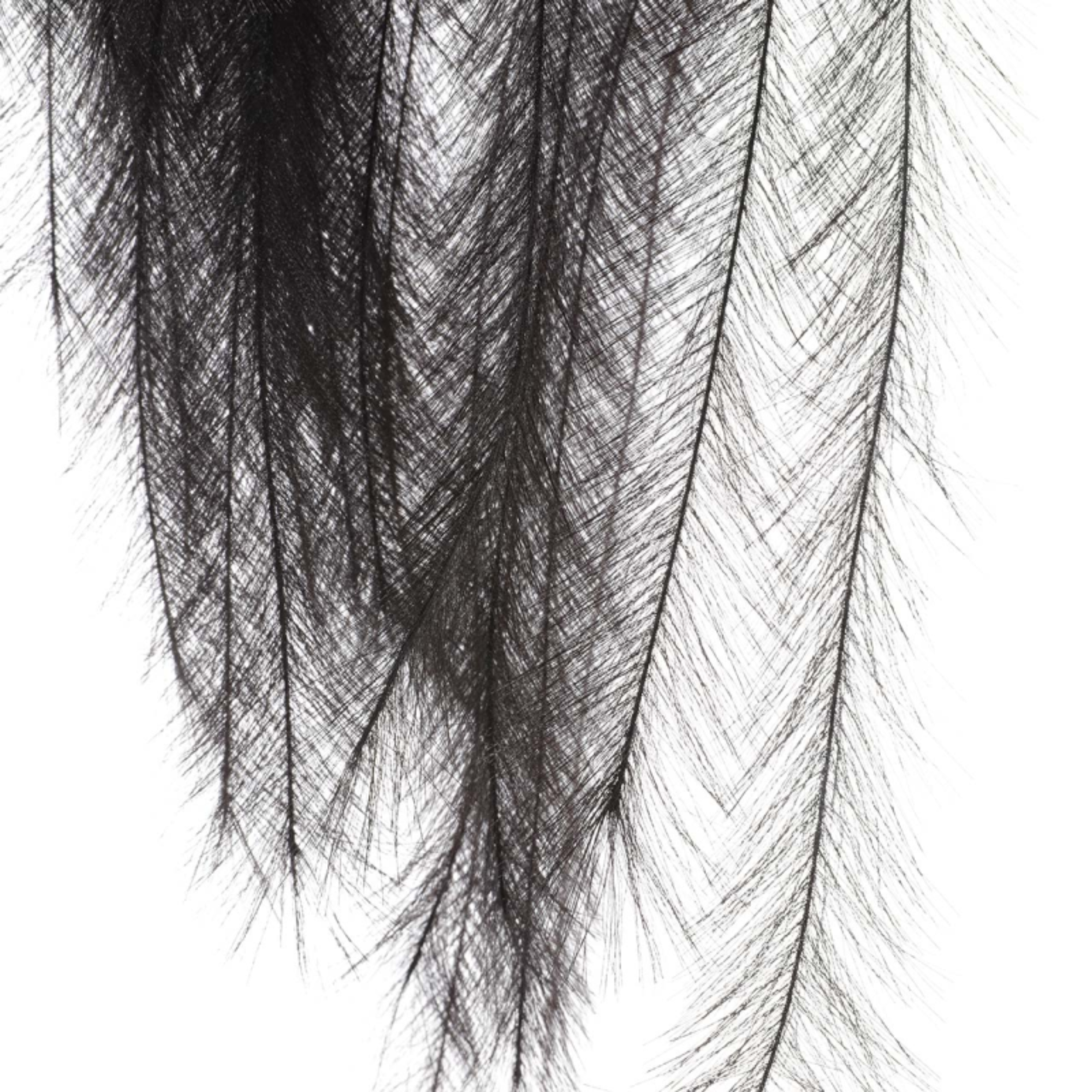 Black Pampas Stem