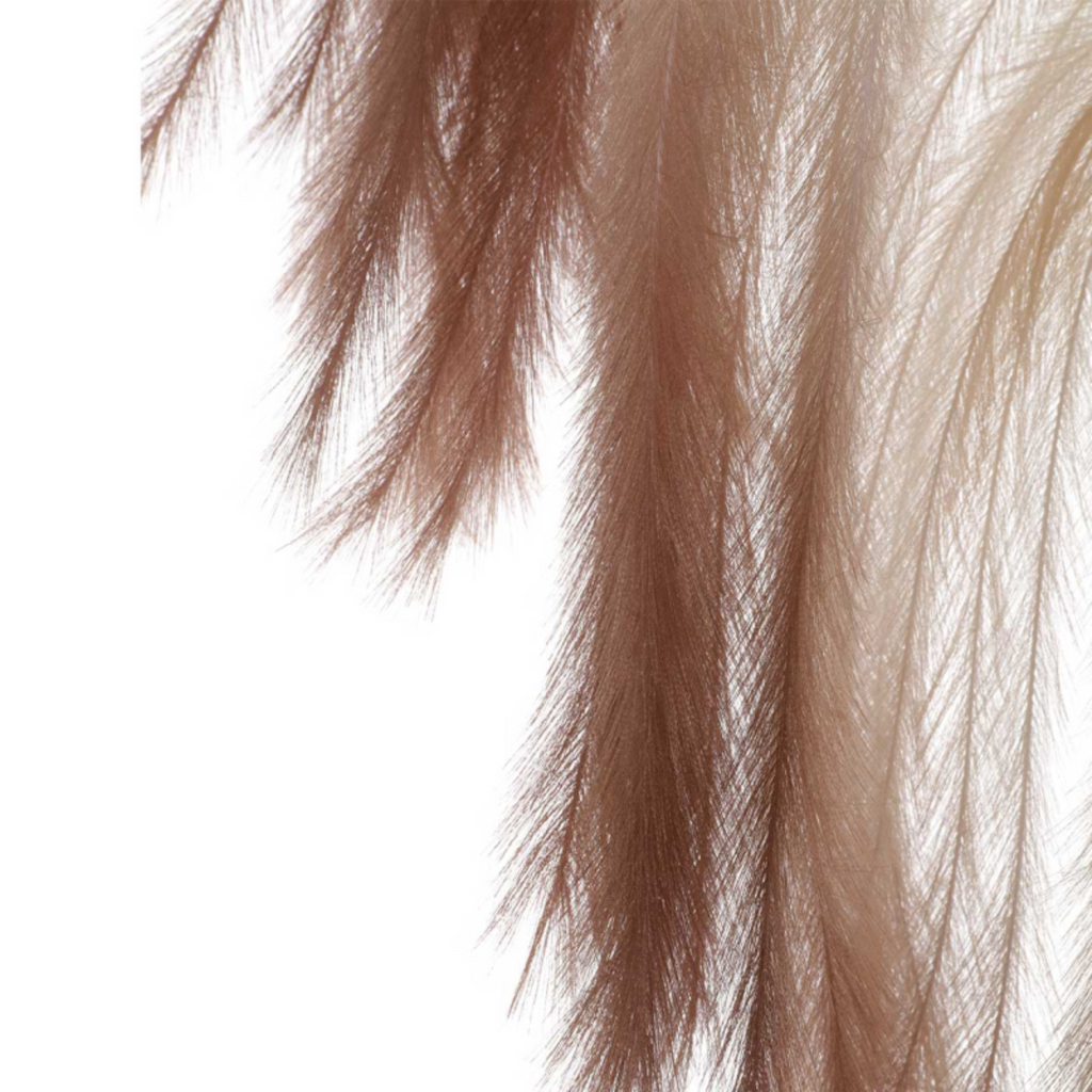 Coffee Brown Pampas Stem