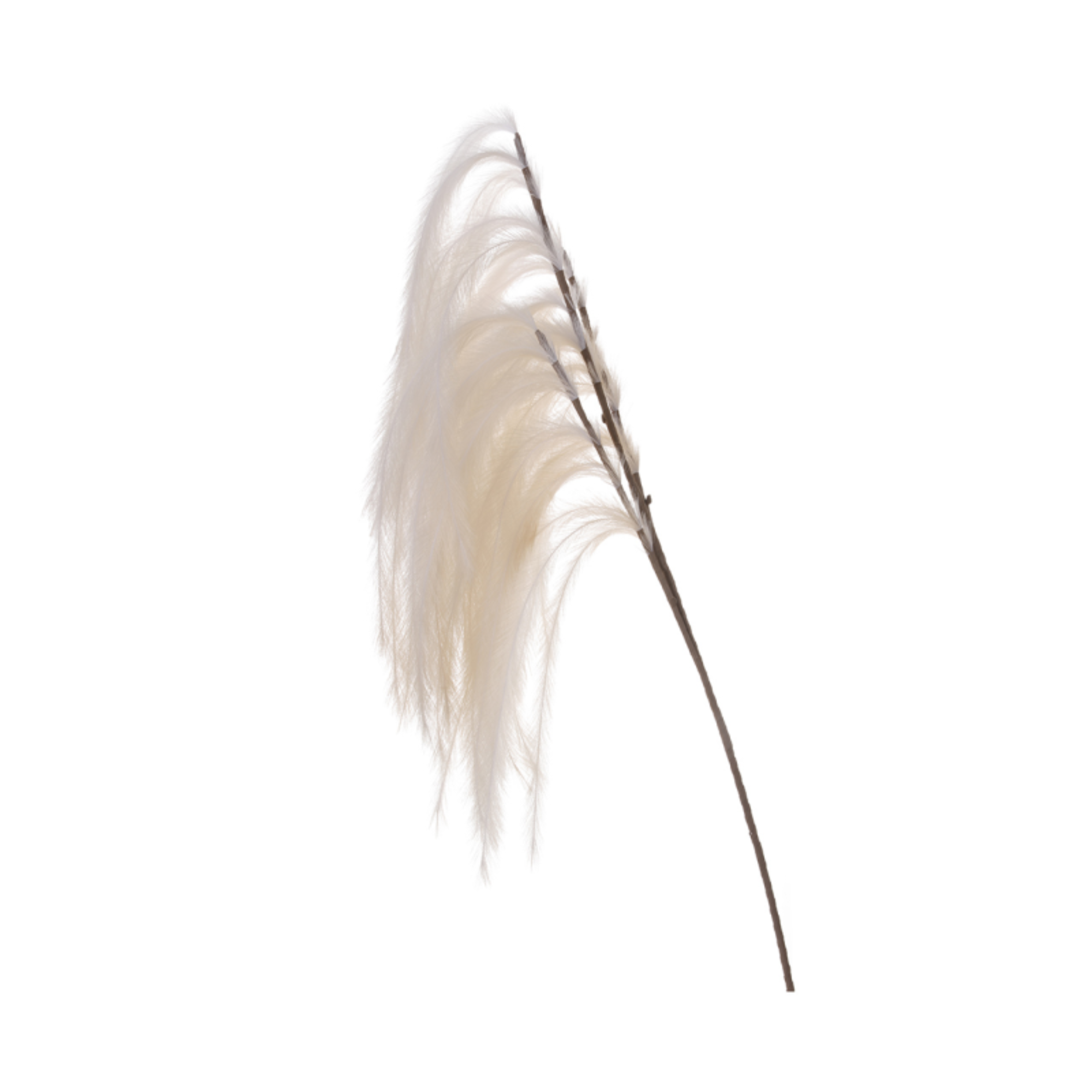 Cream Pampas Stem